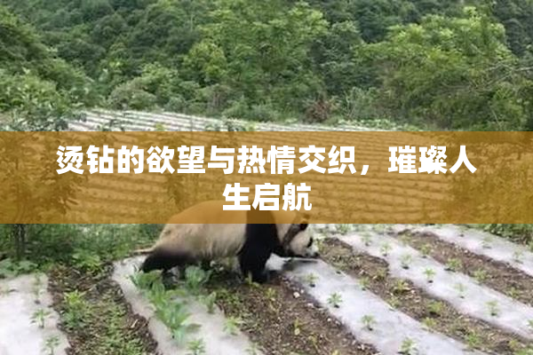 烫钻的欲望与热情交织，璀璨人生启航