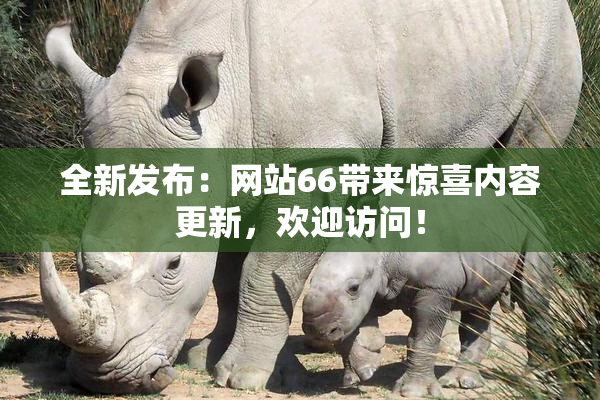 全新发布：网站66带来惊喜内容更新，欢迎访问！