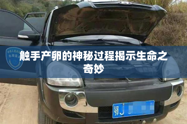 触手产卵的神秘过程揭示生命之奇妙