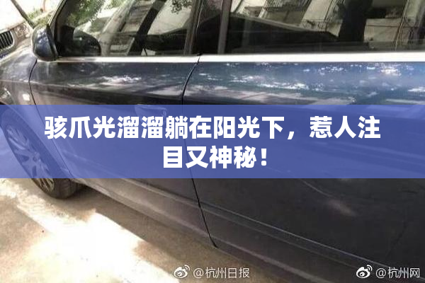 骇爪光溜溜躺在阳光下，惹人注目又神秘！