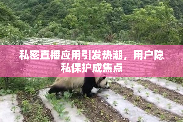 私密直播应用引发热潮，用户隐私保护成焦点