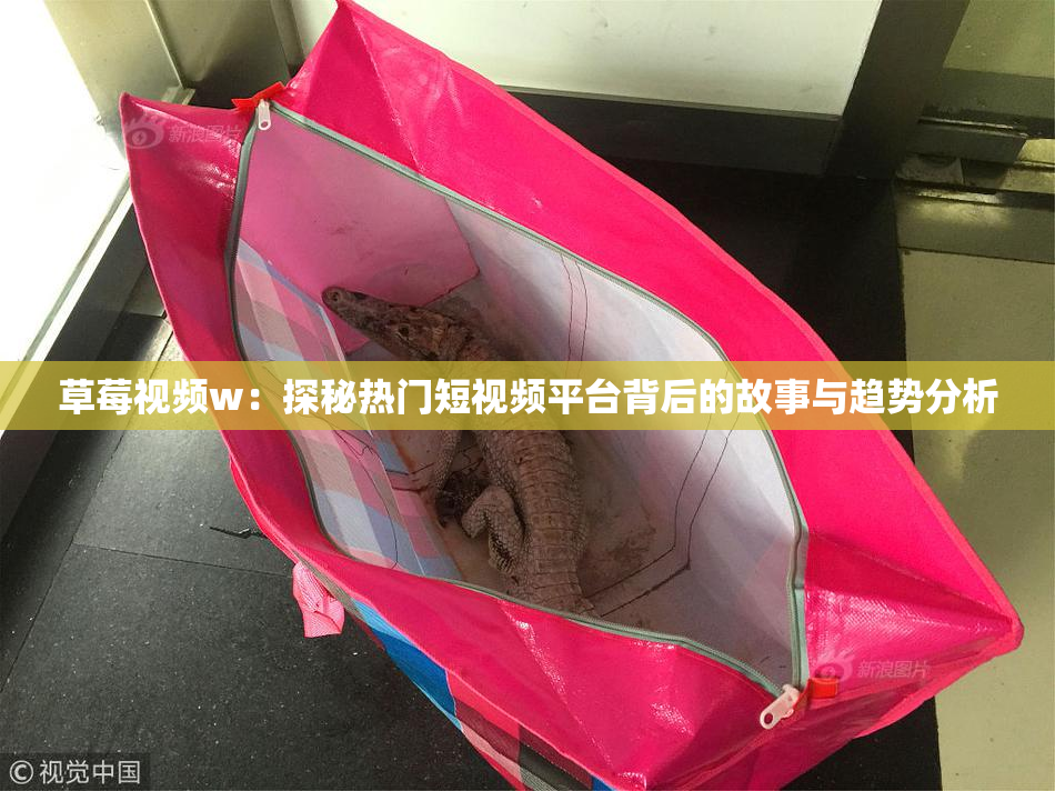 草莓视频w：探秘热门短视频平台背后的故事与趋势分析