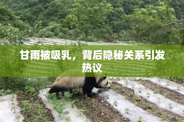 甘雨被吸乳，背后隐秘关系引发热议