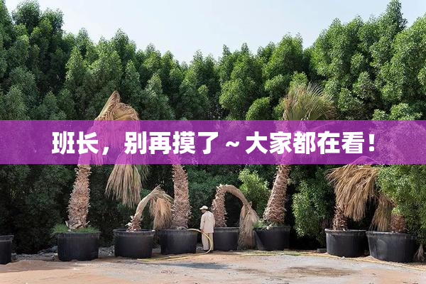 班长，别再摸了～大家都在看！