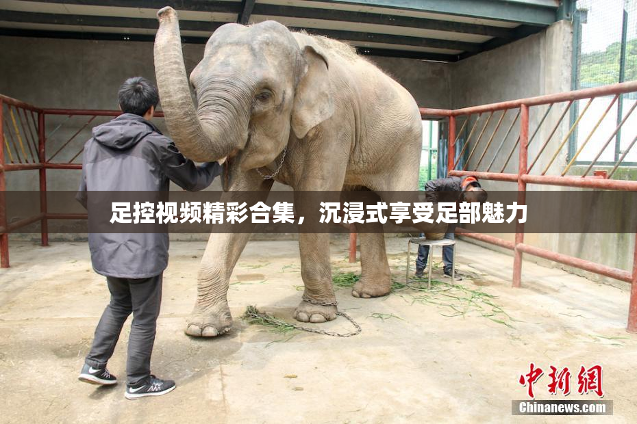 足控视频精彩合集，沉浸式享受足部魅力