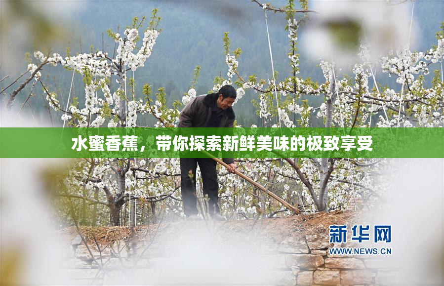 水蜜香蕉，带你探索新鲜美味的极致享受