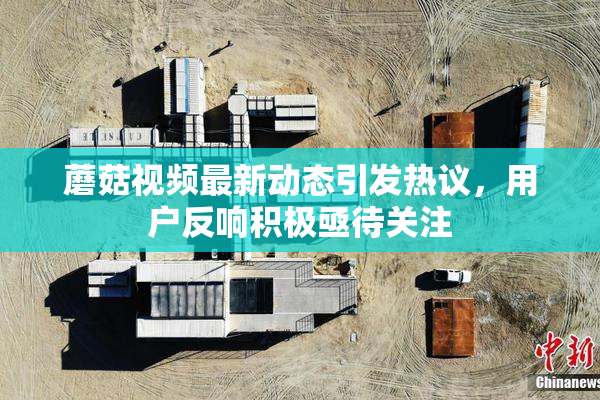 蘑菇视频最新动态引发热议，用户反响积极亟待关注