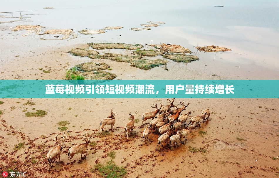 蓝莓视频引领短视频潮流，用户量持续增长
