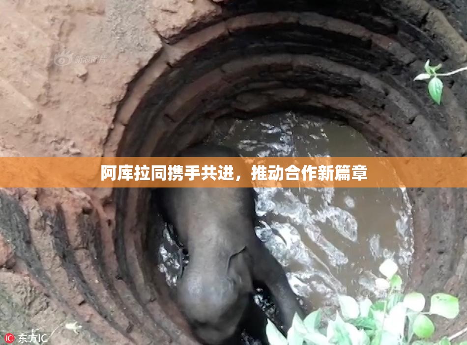 阿库拉同携手共进，推动合作新篇章