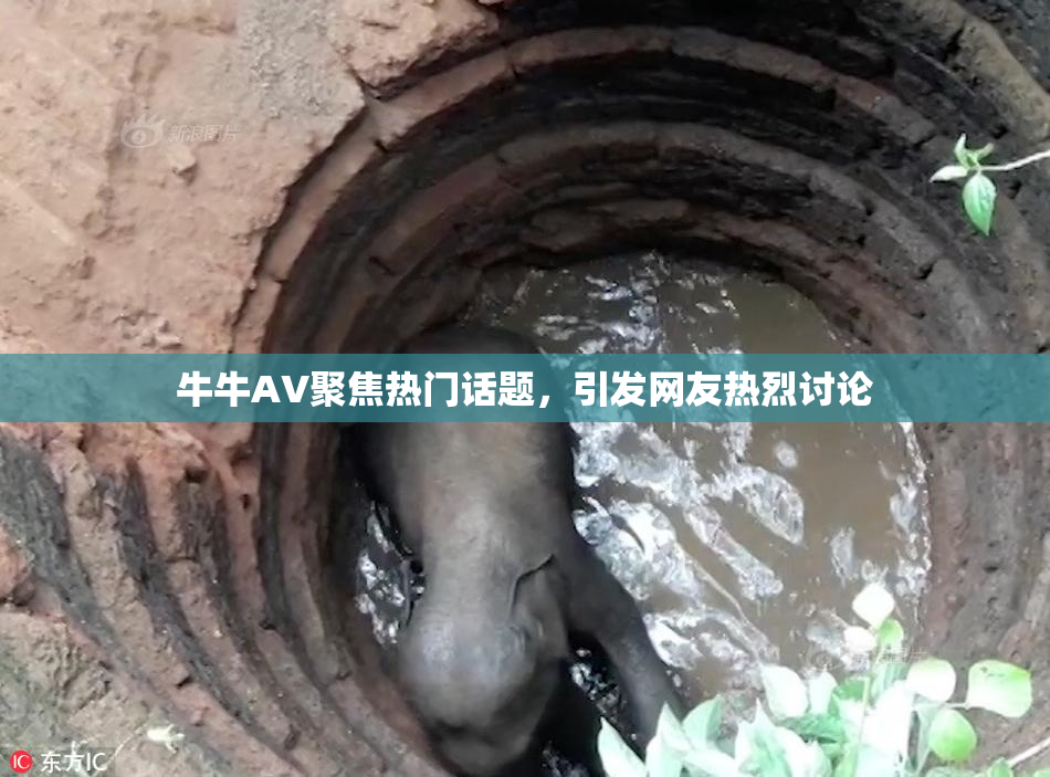 牛牛AV聚焦热门话题，引发网友热烈讨论