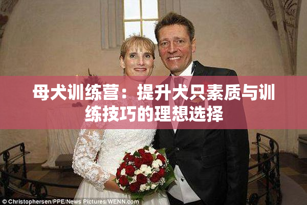 母犬训练营：提升犬只素质与训练技巧的理想选择