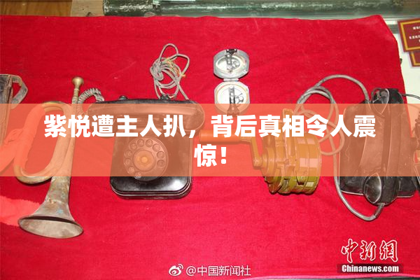 紫悦遭主人扒，背后真相令人震惊！