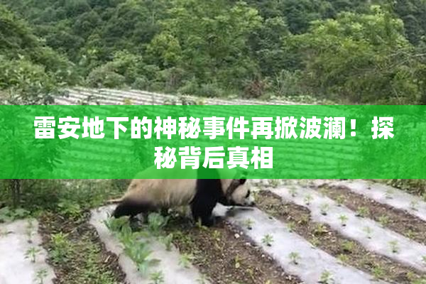 雷安地下的神秘事件再掀波澜！探秘背后真相
