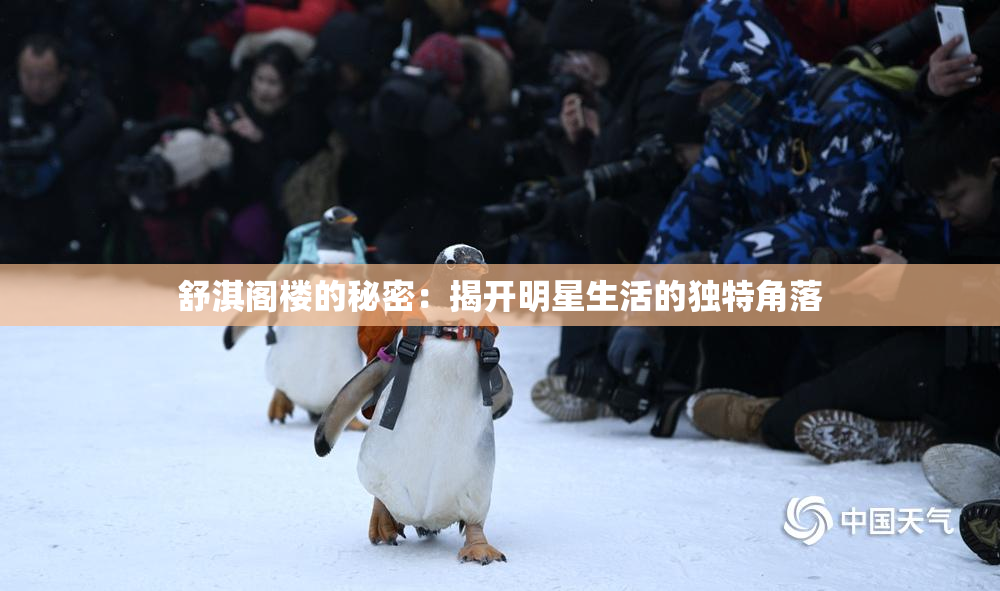 舒淇阁楼的秘密：揭开明星生活的独特角落