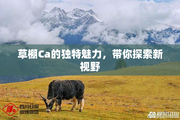 草棚Ca的独特魅力，带你探索新视野