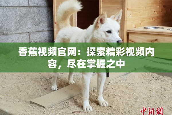 香蕉视频官网：探索精彩视频内容，尽在掌握之中