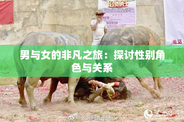 男与女的非凡之旅：探讨性别角色与关系
