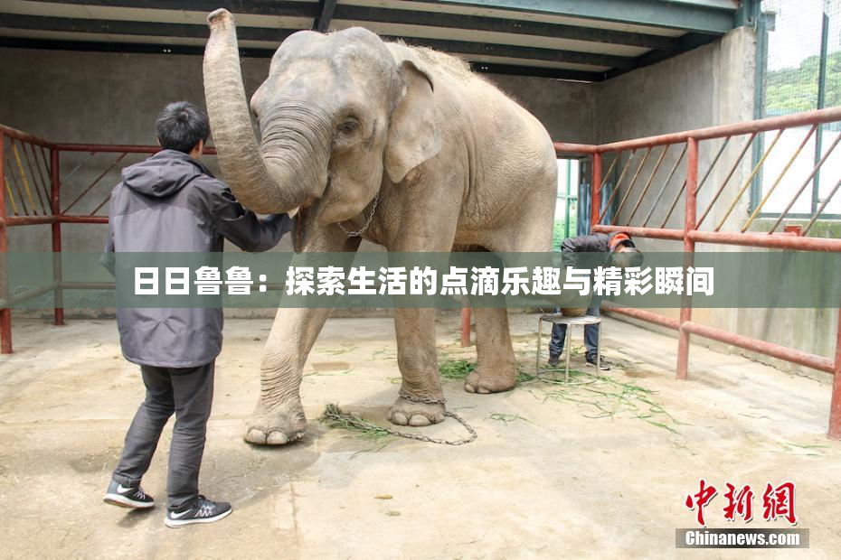 日日鲁鲁：探索生活的点滴乐趣与精彩瞬间