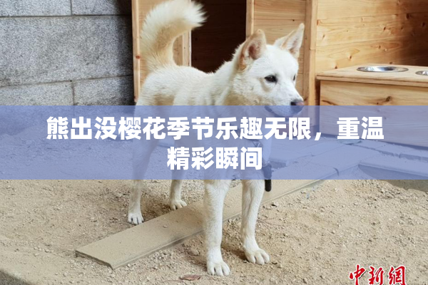 熊出没樱花季节乐趣无限，重温精彩瞬间