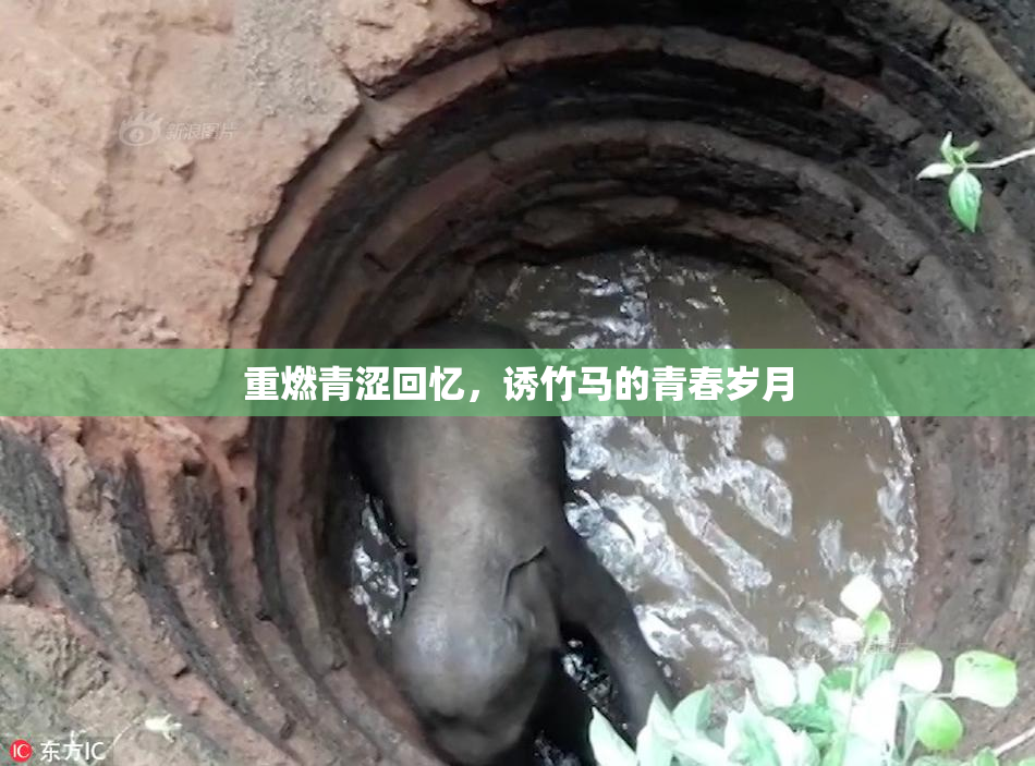 重燃青涩回忆，诱竹马的青春岁月