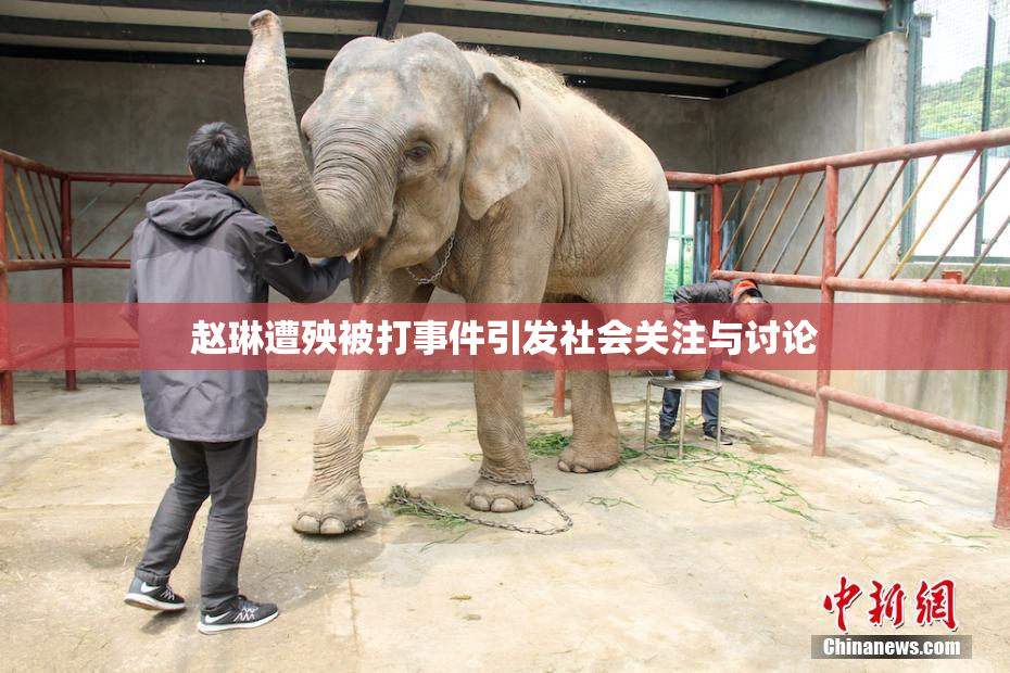 赵琳遭殃被打事件引发社会关注与讨论