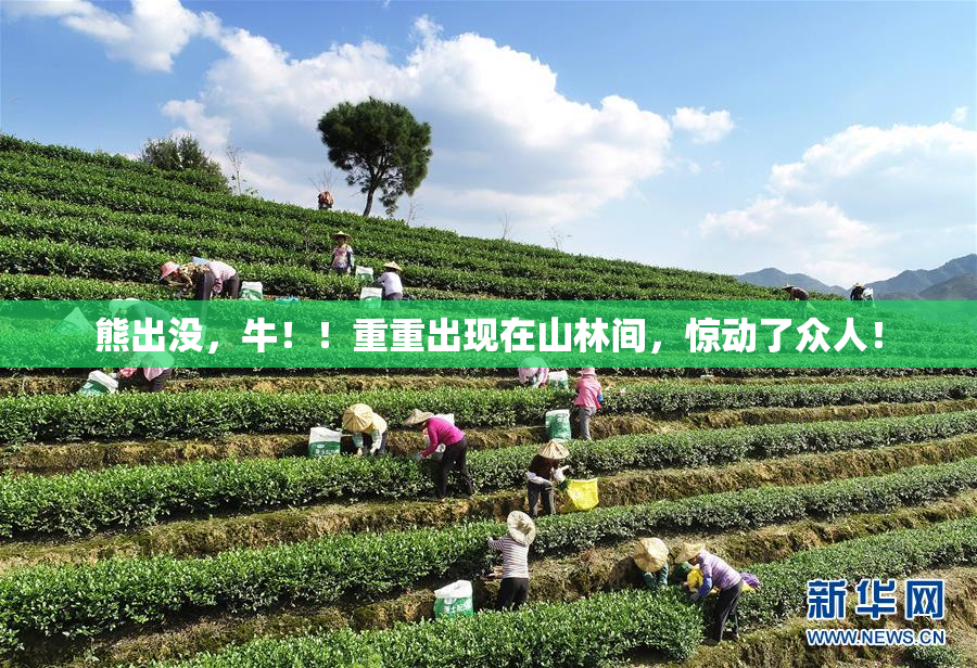 熊出没，牛！！重重出现在山林间，惊动了众人！