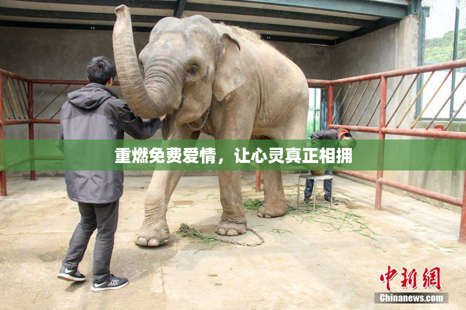 重燃免费爱情，让心灵真正相拥