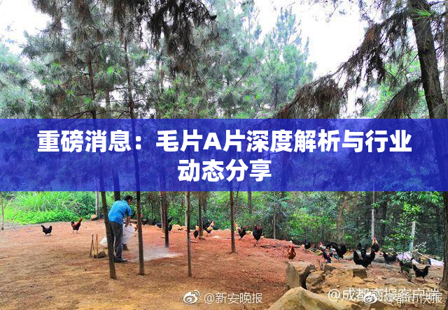 重磅消息：毛片A片深度解析与行业动态分享