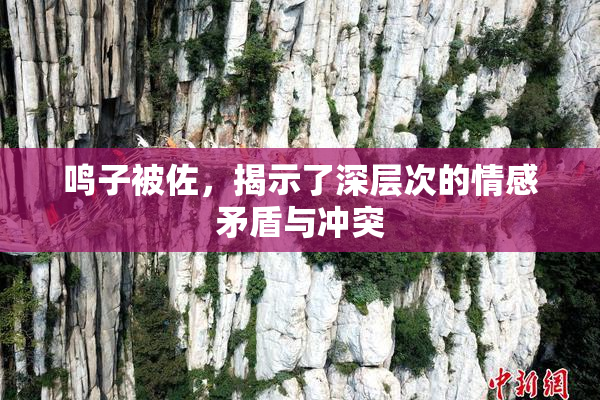 鸣子被佐，揭示了深层次的情感矛盾与冲突